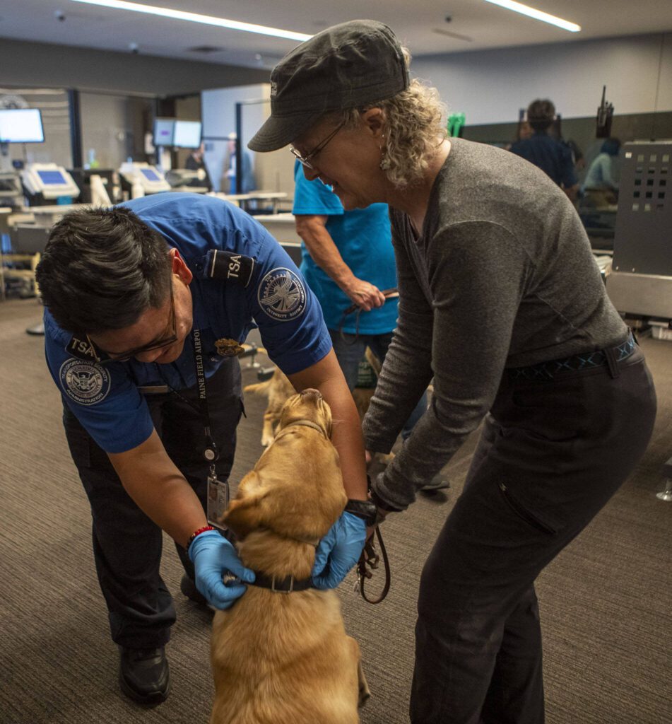 A TSA agent, left, checks the collar of a service dog with the dog’s handler, right, to practice going through TSA at Paine Field in Everett, Washington on Saturday, June 24, 2023. (Annie Barker / The Herald)
