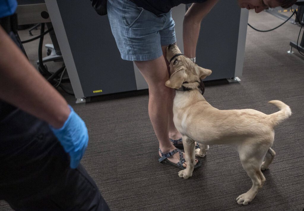A handler works with their service animal to practice going through TSA at Paine Field in Everett, Washington on Saturday, June 24, 2023. (Annie Barker / The Herald)
