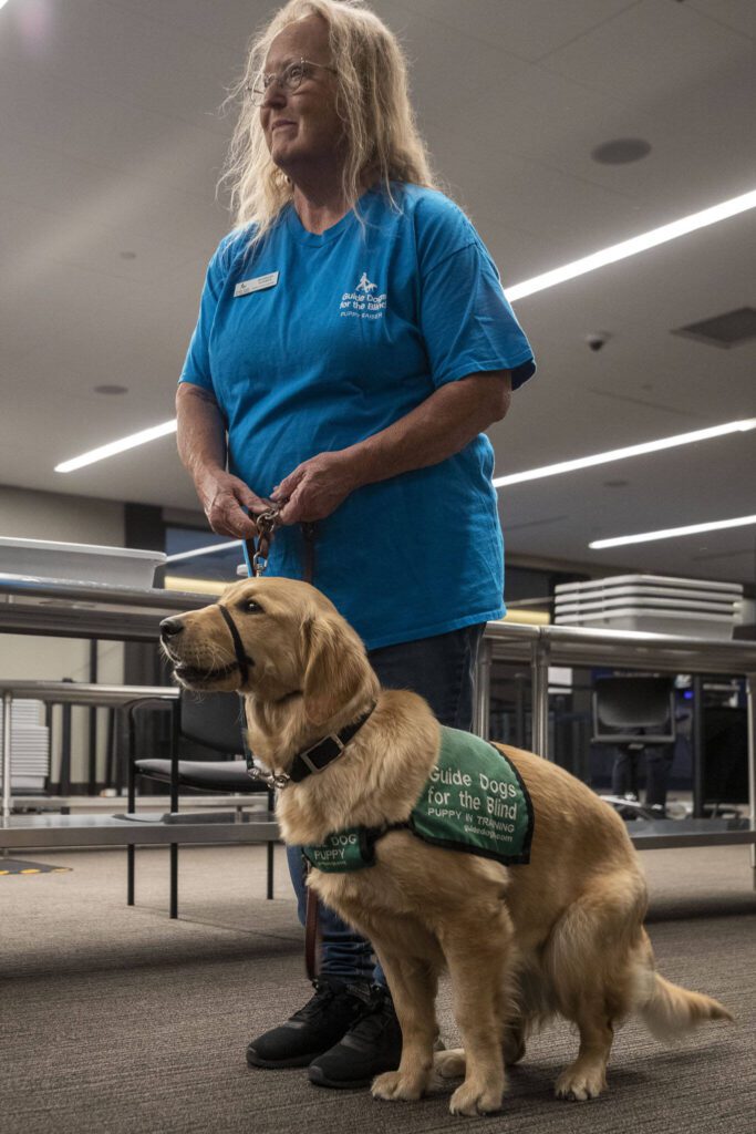 A handler works with their service animal to practice going through TSA at Paine Field in Everett, Washington on Saturday, June 24, 2023. (Annie Barker / The Herald)

