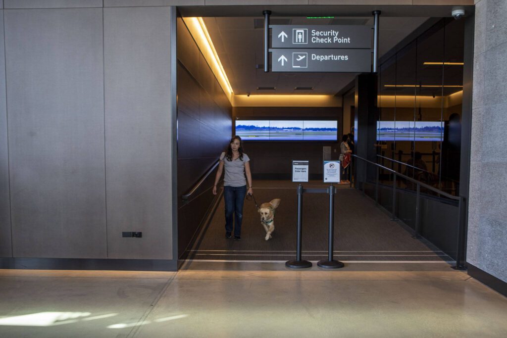 A handler walks with their service animal after practicing going through TSA at Paine Field in Everett, Washington on Saturday, June 24, 2023. (Annie Barker / The Herald)
