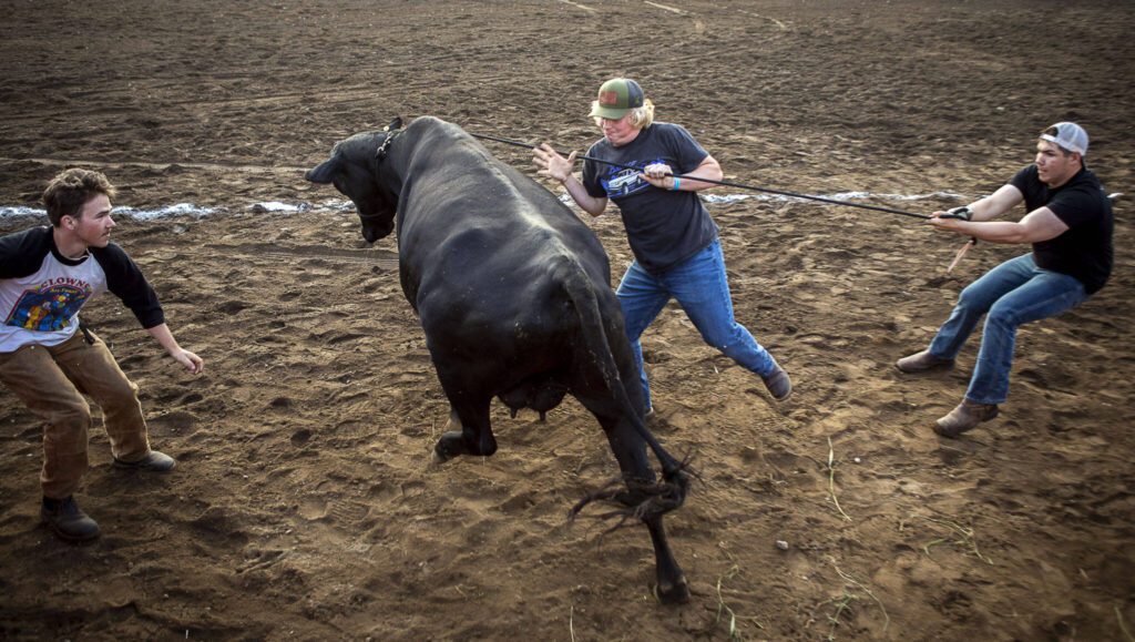 A cow runs during the milking contest during the Timberbowl Rodeo in Darrington, Washington on Saturday, June 24, 2023. (Annie Barker / The Herald)
