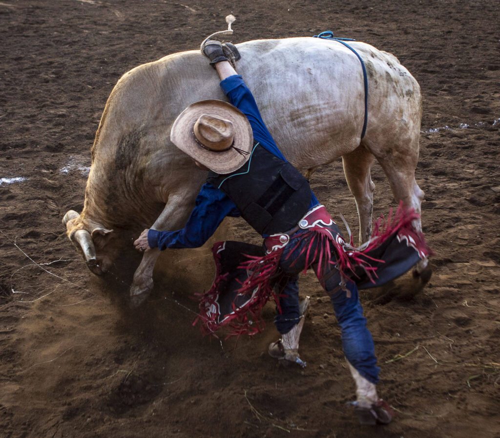 A man falls off a bull during the Timberbowl Rodeo in Darrington, Washington on Saturday, June 24, 2023. They sustained injuries to the head and leg. (Annie Barker / The Herald)
