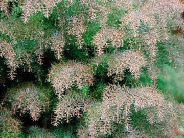 Cryptomeria japonica Elegans Group is commonly called Japanese plume cedar. (Great Plant Picks)
Cryptomeria japonica Elegans Group is commonly called Japanese plume cedar. (Great Plant Picks)
