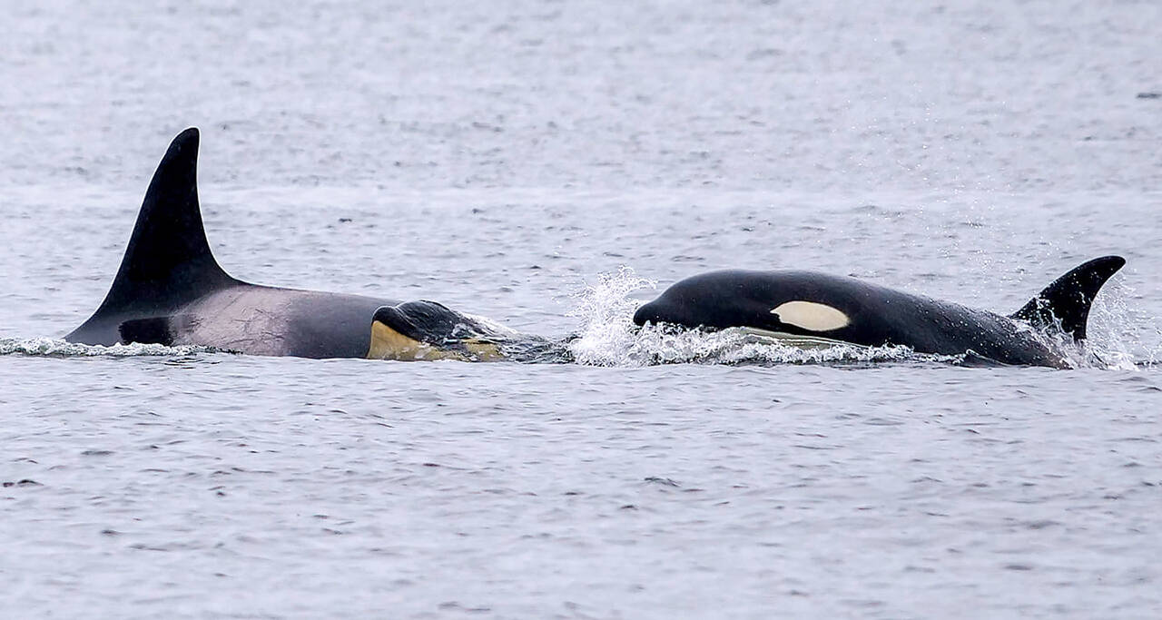 A pod of transient orcas, known as T124As, surfacing near Tacoma. (Craig Craker/Orca Network)