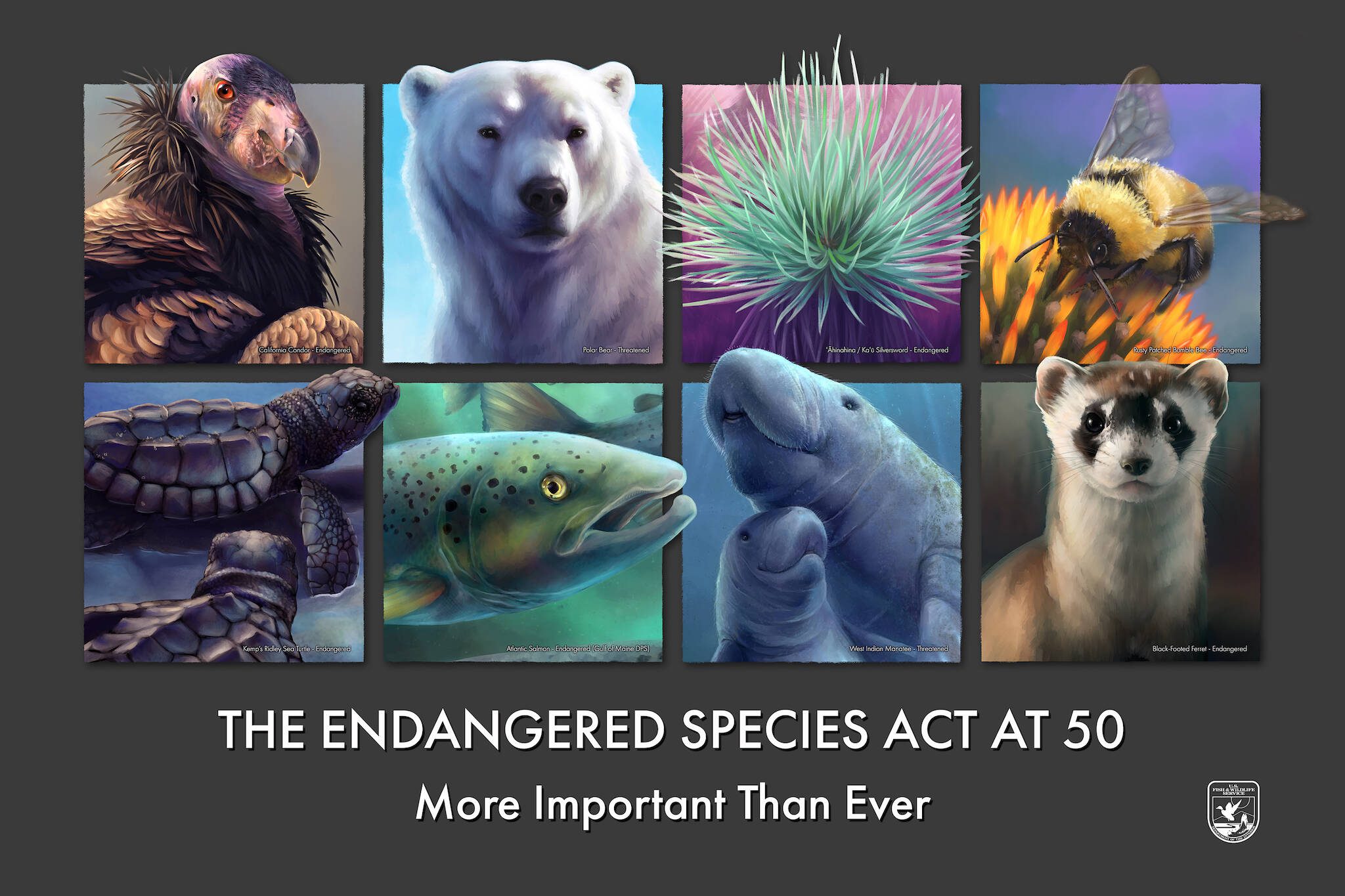 To commemorate the 50th Anniversary of the Endangered Species Act, the U.S. Fish and Wildlife Service released a poster featuring eight federally listed species that have been put on the road to recovery. The eight portraits were painted by Lake Stevens native Cal Robinson, a public affairs specialist at the Sacramento Fish and Wildlife office. (Cal Robinson/USFWS)