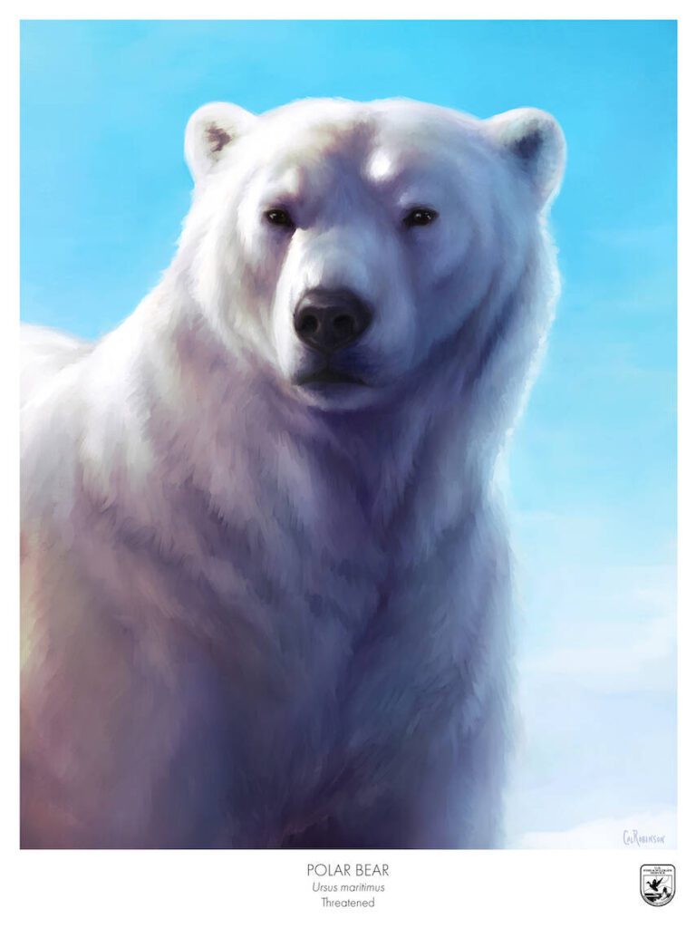 A polar bear by Lake Stevens native Cal Robinson, a public affairs specialist at the Sacramento Fish and Wildlife office. (Cal Robinson/USFWS)

