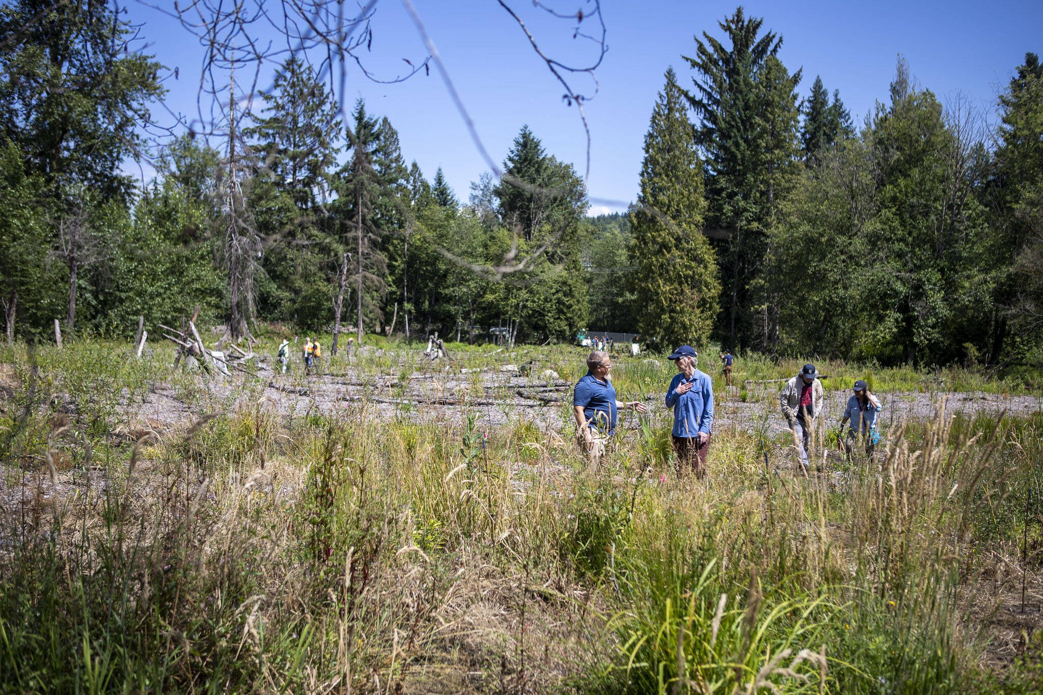 A section of the Little Bear Creek Advance Mitigation Site near 58th Ave SE in Woodinville, Washington on Wednesday, July 12, 2023. (Annie Barker / The Herald)