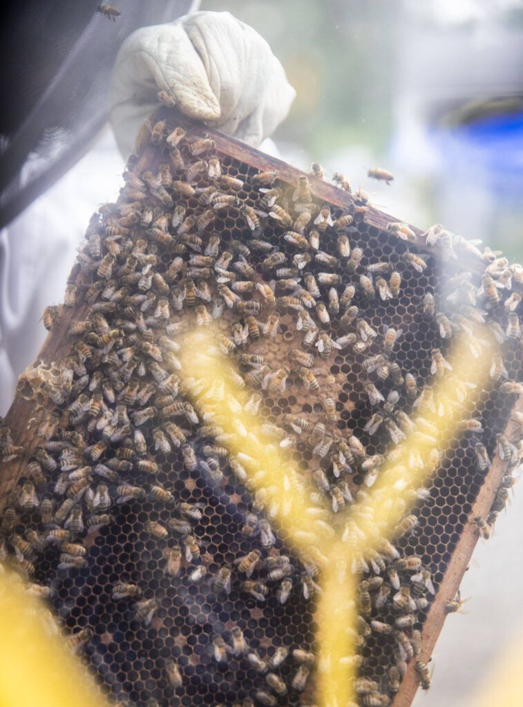 Wight pulls out a a brood frame while grabbing one of his queen bees that he sells at his store on Tuesday, June 13, 2023 in Snohomish, Washington. (Olivia Vanni / The Herald)
