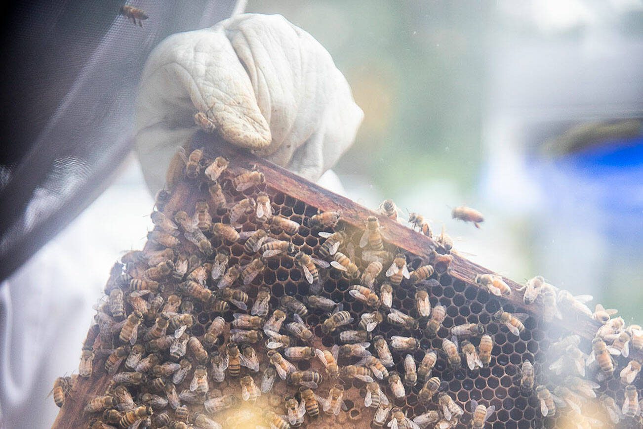 Brandwon Wight pulls out a a brood frame while grabbing one of his queen bees that he sells at his store on Tuesday, June 13, 2023 in Snohomish, Washington. (Olivia Vanni / The Herald)