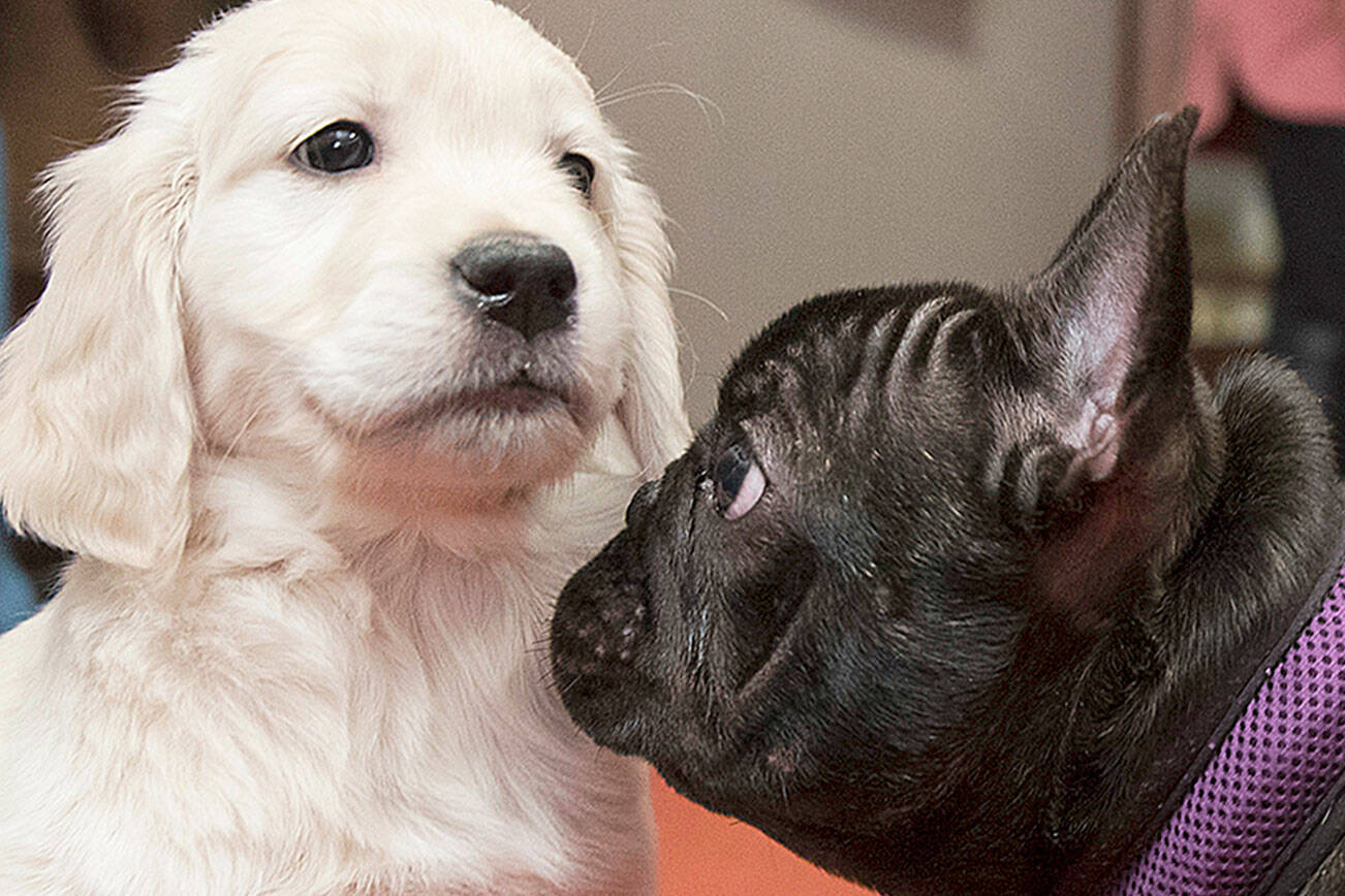 Pua, right, a 5-month old French bulldog inspects McKenzie, a 8-week old golden retriever during a news conference at the American Kennel Club headquarter, Wednesday, March 28, 2018, in New York. American Kennel Club rankings released in 2018 show French bulldogs are the fourth most popular while the labrador is the most popular purebred dog. (AP Photo/Mary Altaffer)