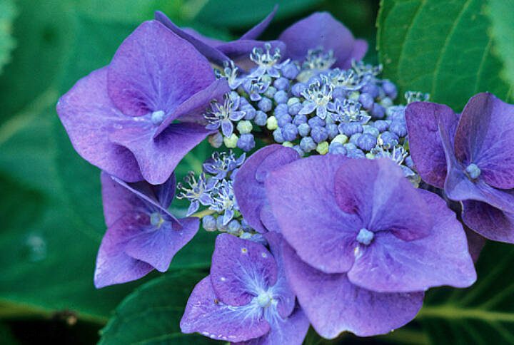 The typically acidic soils of the Pacific Northwest will cause the variable flowers to bloom with purple and blue tones. (Richie Steffen)