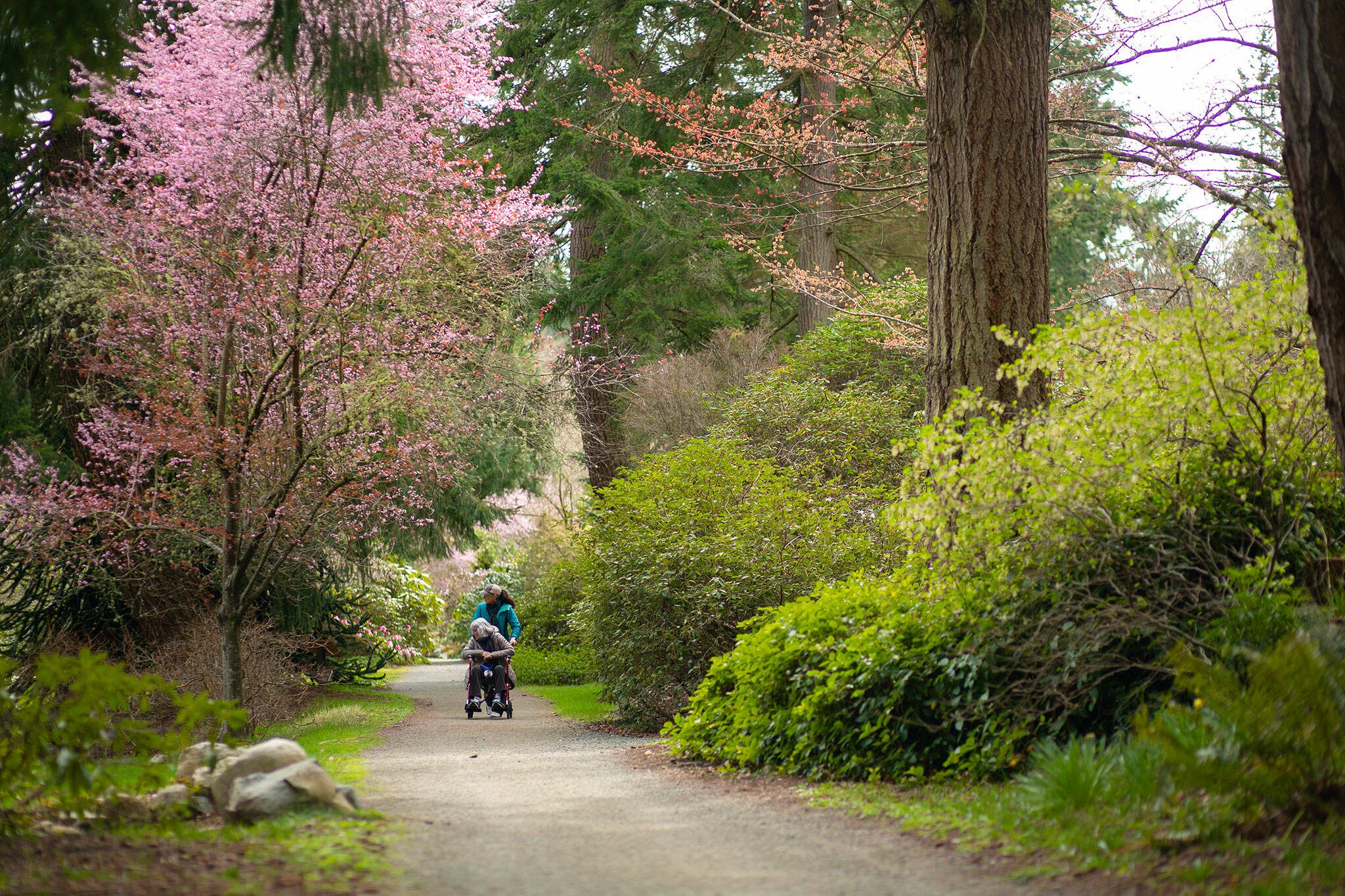 Kate Burns guides her 89-year-old mother Lyn Murphy along a path at Meerkerk Gardens in Greenbank, Washington. Ryan Berry / The Herald photo