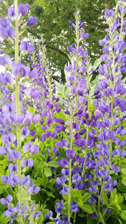 This smoky blue indigo grows best in full sun with well-drained soil, and it’s tolerant of sandy and clay situations. (Rick Peterson)