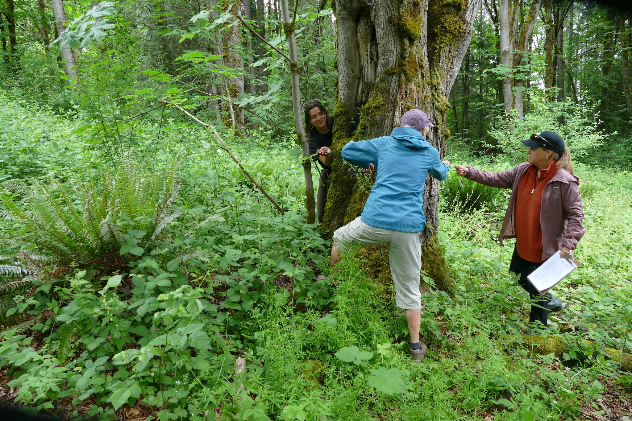 Carly Lloyd, left, shows volunteers how to calculate the diameter of trees. (Photo provided by Julie Titone)