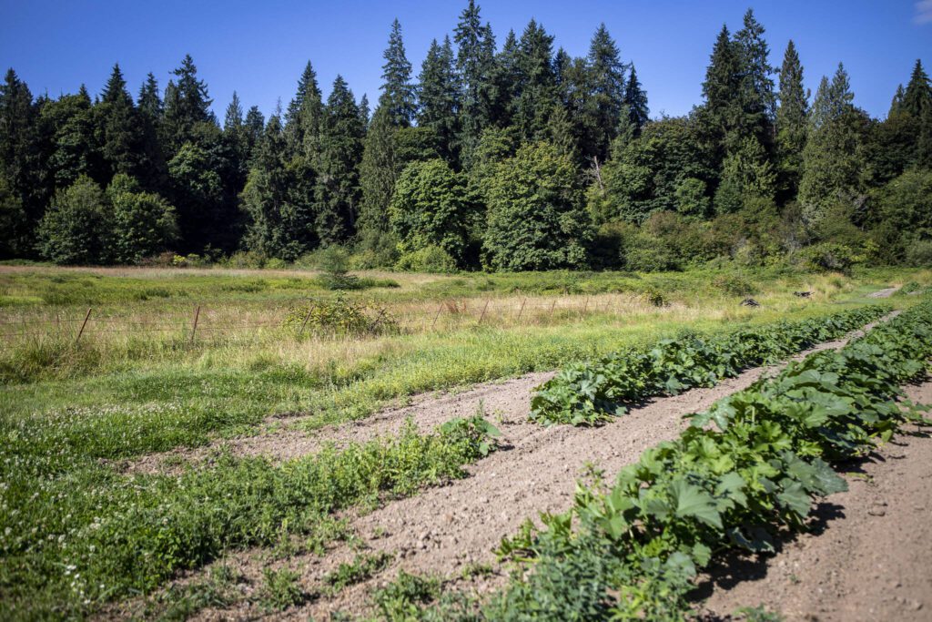 One of several pumpkin fields next to the old property line at Bob’s Corn and Pumpkin Farm in Snohomish, Washington on Thursday, July 27, 2023. (Annie Barker / The Herald)
