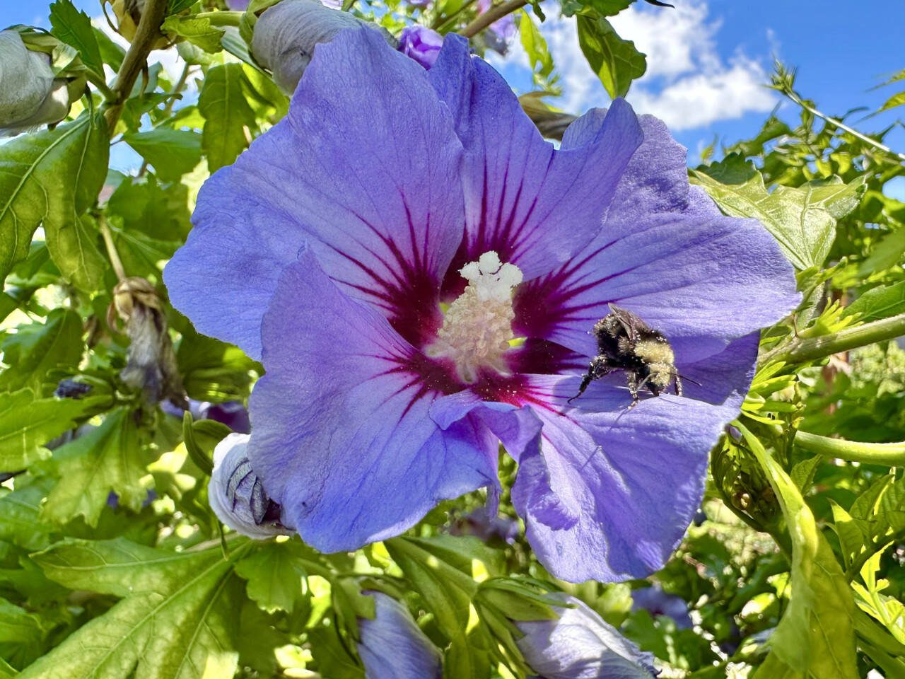 A Hibiscus Rose of Sharon in Sunnyside Nursery’s display garden is a prime example of a late-blooming shrub. (Sunnyside Nursery)