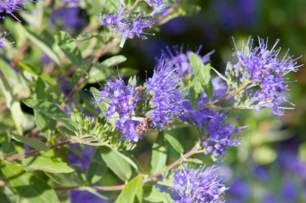 The Caryopteris (Bluebeard) variety ‘Sapphire Surf’ is a compact, low-maintenance shrub that produces a swell of blue flowers from top to bottom in late summer and fall. (Bailey Nurseries)
