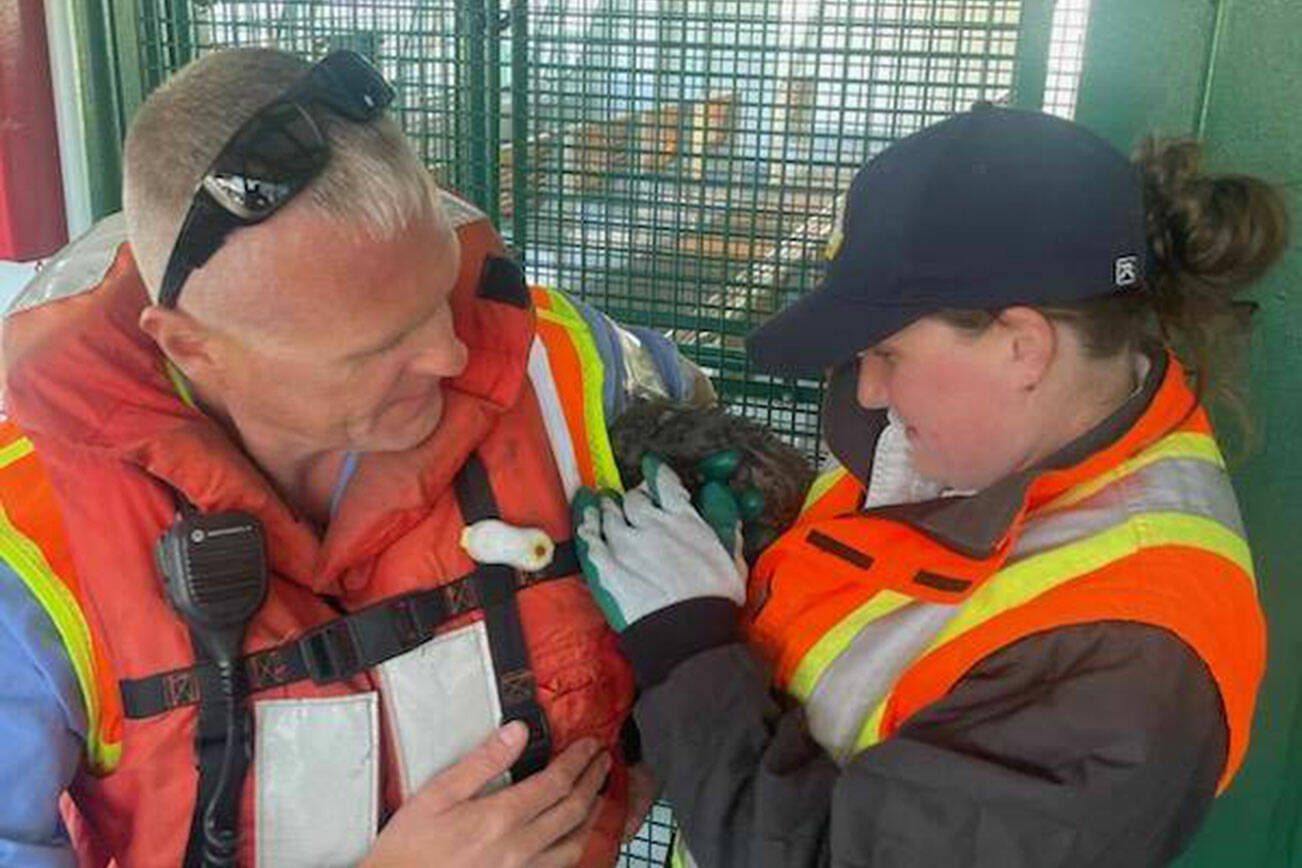Ryan Jones handed off the kitten to Chrystyl Levee Zwink. (Photo provided by Washington State Ferries)