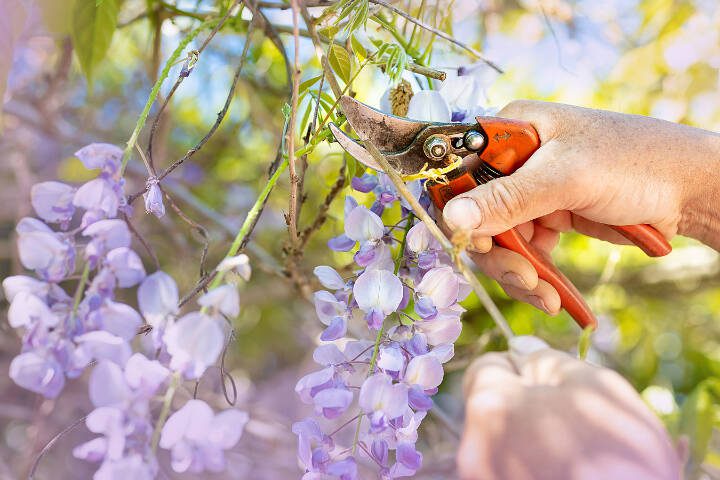 Wisteria needs to have about half of its new growth removed now. In late winter, you can cut that new growth back half way again. (Getty Images)