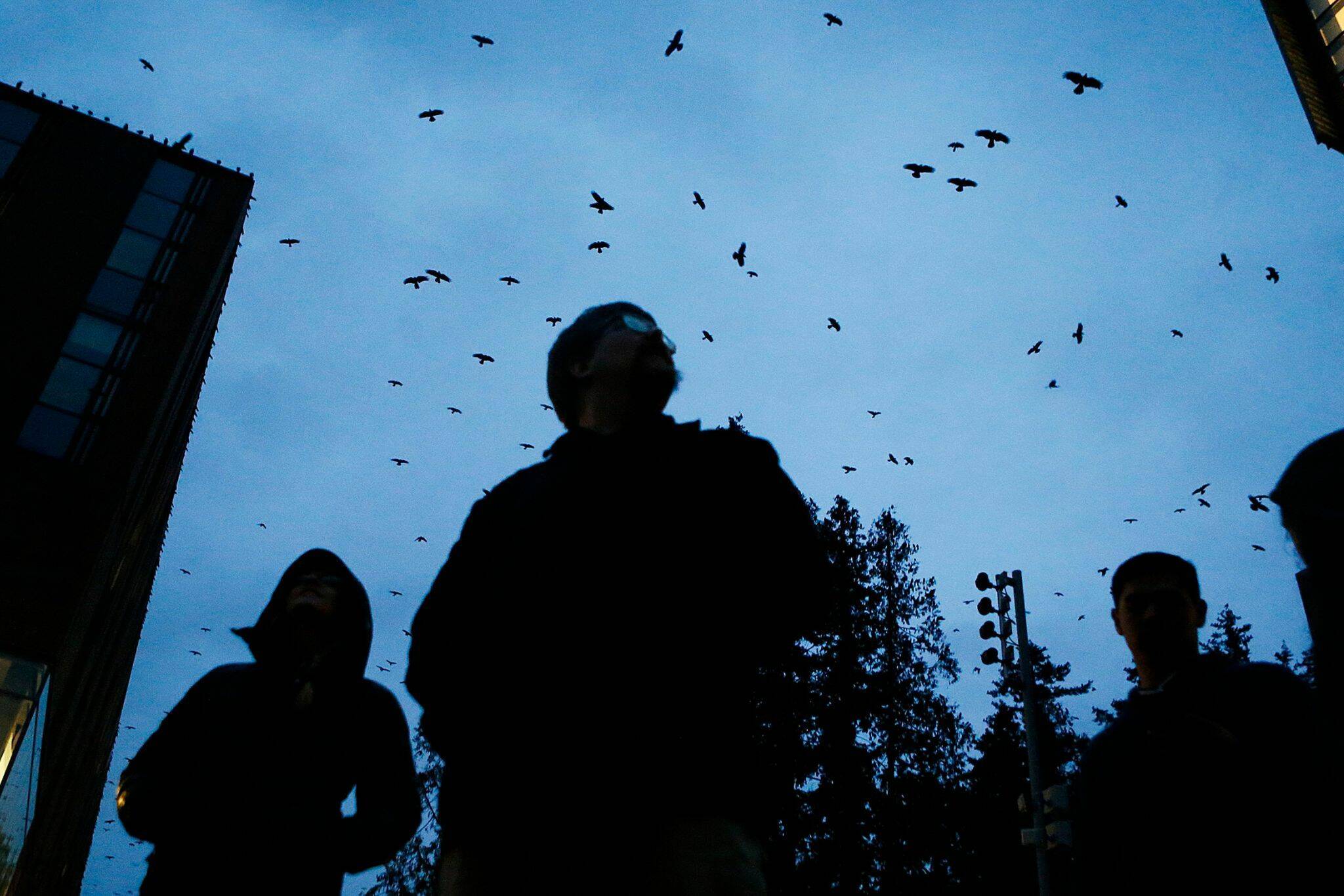 Crows descend on the University of Washington Bothell campus on Jan. 21, 2016. Avian reovirus is suspected of killing about 17 crows so far this summer. (Ian Terry / The Herald File)