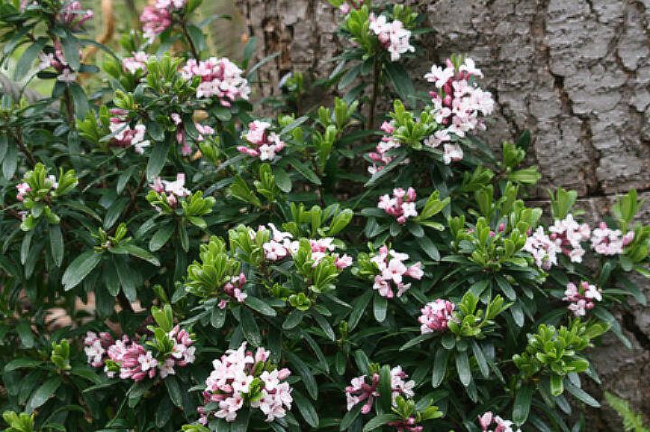 This daphne is an outstanding shrub for the garden, especially if you are seeking nature’s perfume. (Richie Steffen)