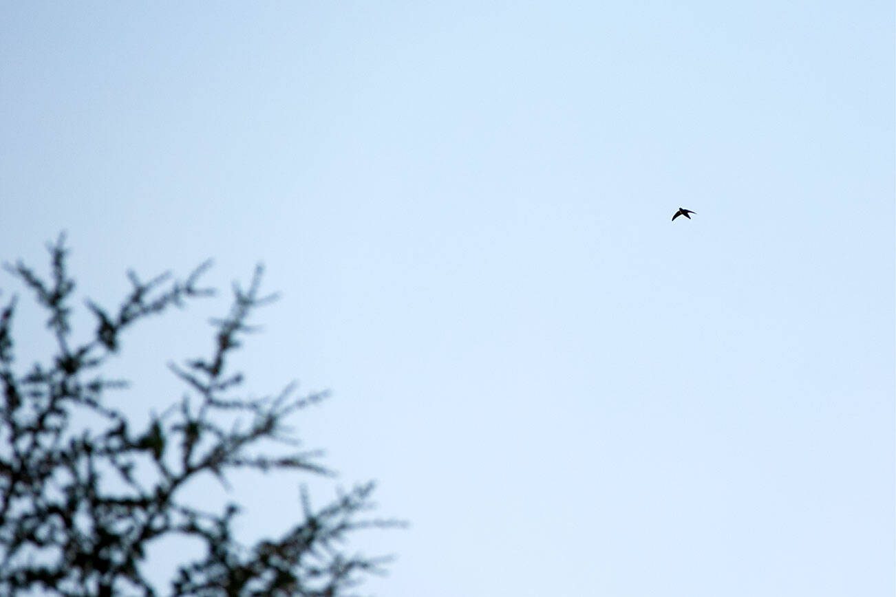 A Vaux’s swift zips through the sky above an excited crowd during the Pilchuck Audubon Society’s Swifts Night Out on Saturday, August 19, 2023, at the Wagner Performing Arts Center in Monroe, Washington. (Ryan Berry / The Herald)