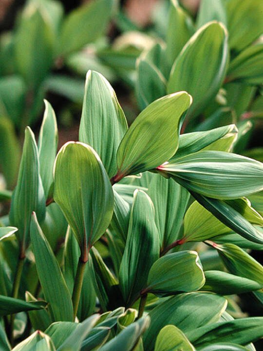 The distinctive growing habit makes variegated Solomon’s seal a must for any garden, combining beautifully with any woodland perennial or shrub. (Great Plant Picks)