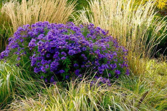 Purple ASters with Golden Grasses Portland OR