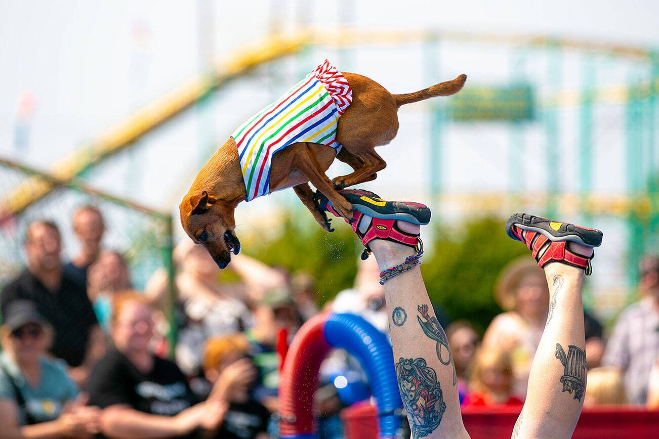 The All-Star Stunt Dog Show puts on a display before a large and enthusiastic crowd during opening day of the Evergreen State Fair on Thursday, August 24, 2023, in Monroe, Washington. (Ryan Berry / The Herald)