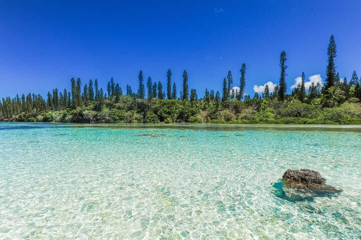 Cook Island pines grow straight up in their natural habitat of New Caledonia. (Getty Images)