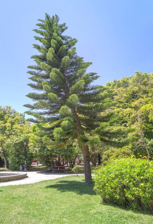 An araucaria columnaris, or the Cook Island pine, is seen growing at an angle in Porto, Portugal. (Getty Images)
