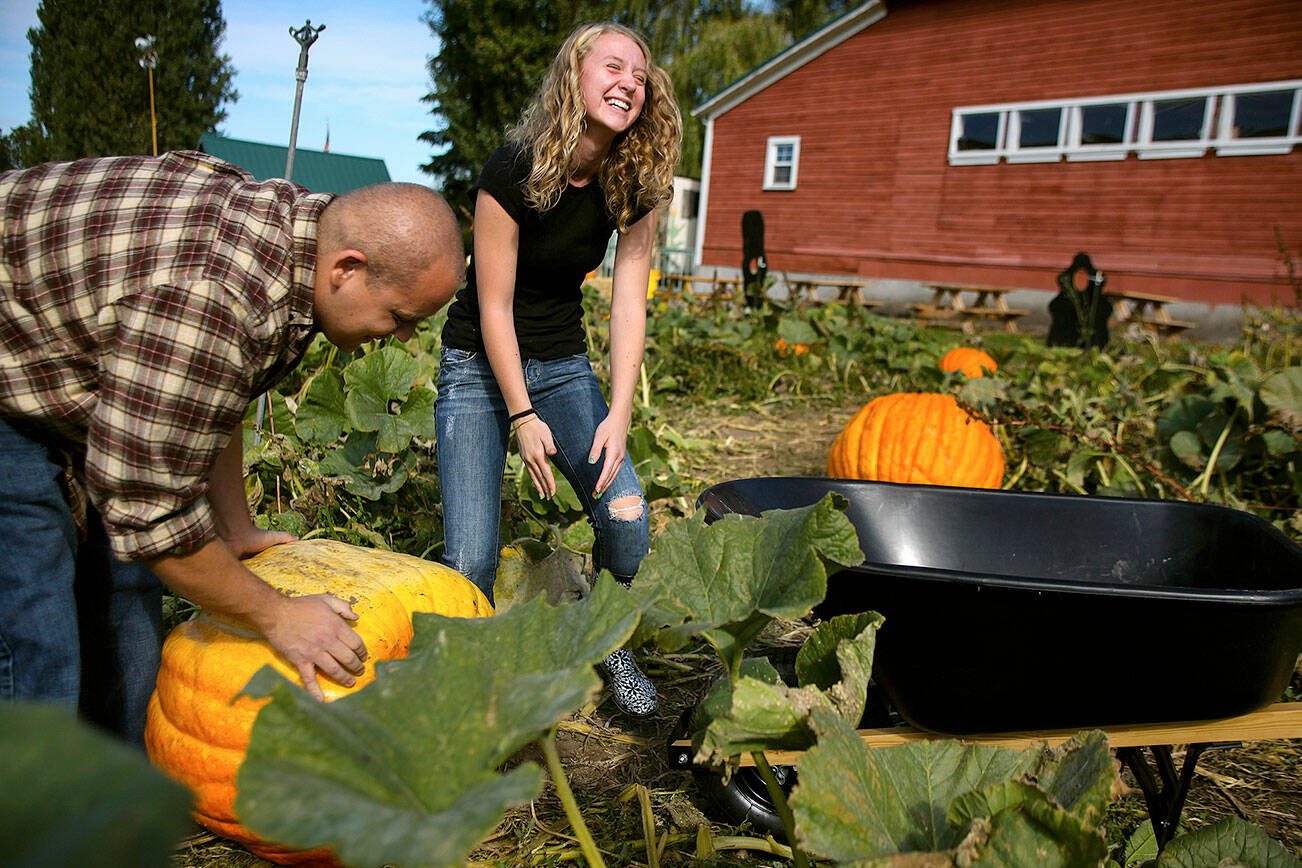 Daniella Beccaria / for The Herald

15-month-old Kantu attempts to climb a pumpkin at Stocker Farms in Snohomish on Sunday, September 20th, 2015. Stocker Farms offers a U-pick patch, farm animals and a corn maze.