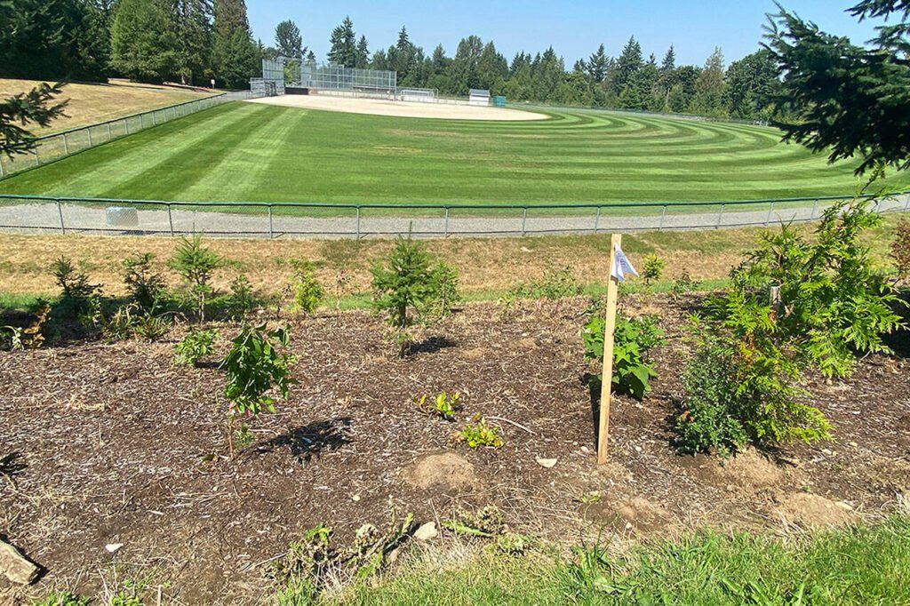 Park staff sprayed glyphosate and 2,4-D on three different occasions at this area in the park’s southeastern region. (Ta’Leah Van Sistine / The Herald)
