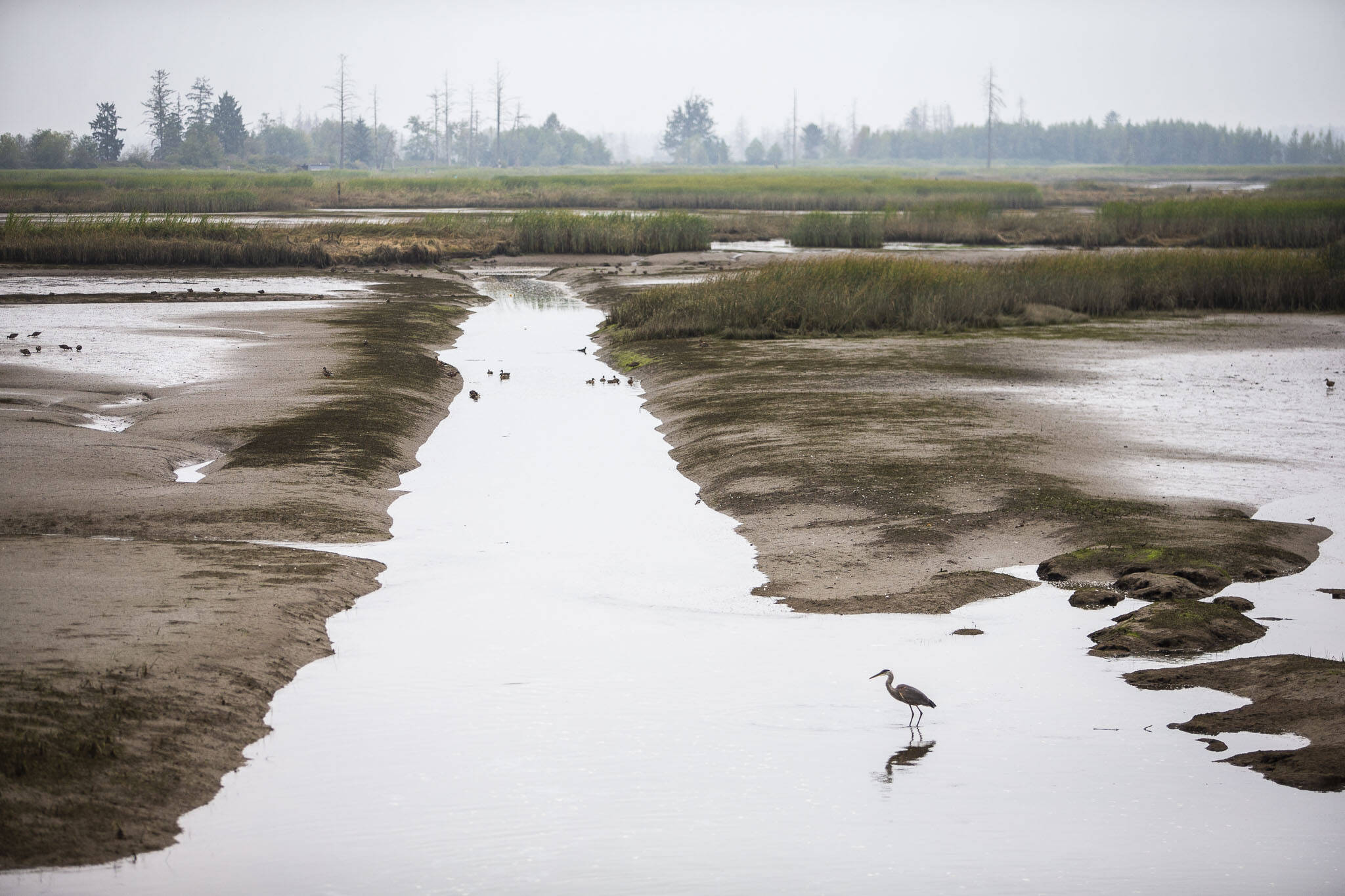 A great blue heron hunts along a channel as the tide comes in on Spencer Island on Monday, Aug. 28, 2023 in Everett, Washington. (Olivia Vanni / The Herald)