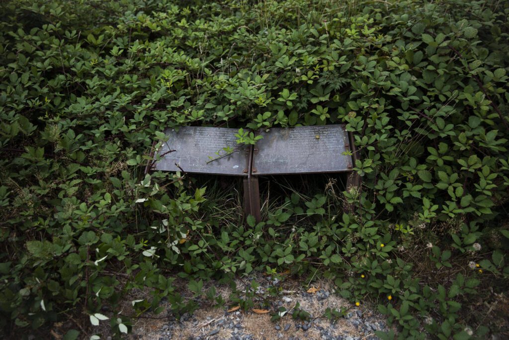A mix of Himalayan blackberry and trailing blackberry begin to grow over an old information board on Spencer Island on Monday, Aug. 28, 2023 in Everett, Washington. (Olivia Vanni / The Herald)
