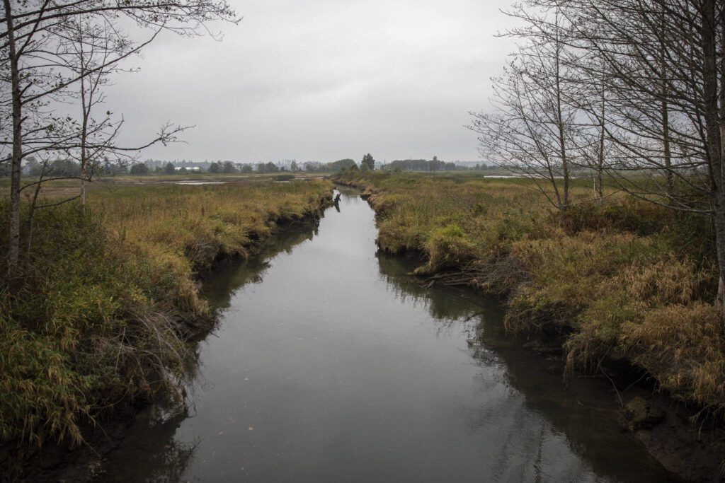 A view of the Snohomish County portion of Spencer Island on Monday, Aug. 28, 2023 in Everett, Washington. (Olivia Vanni / The Herald)
