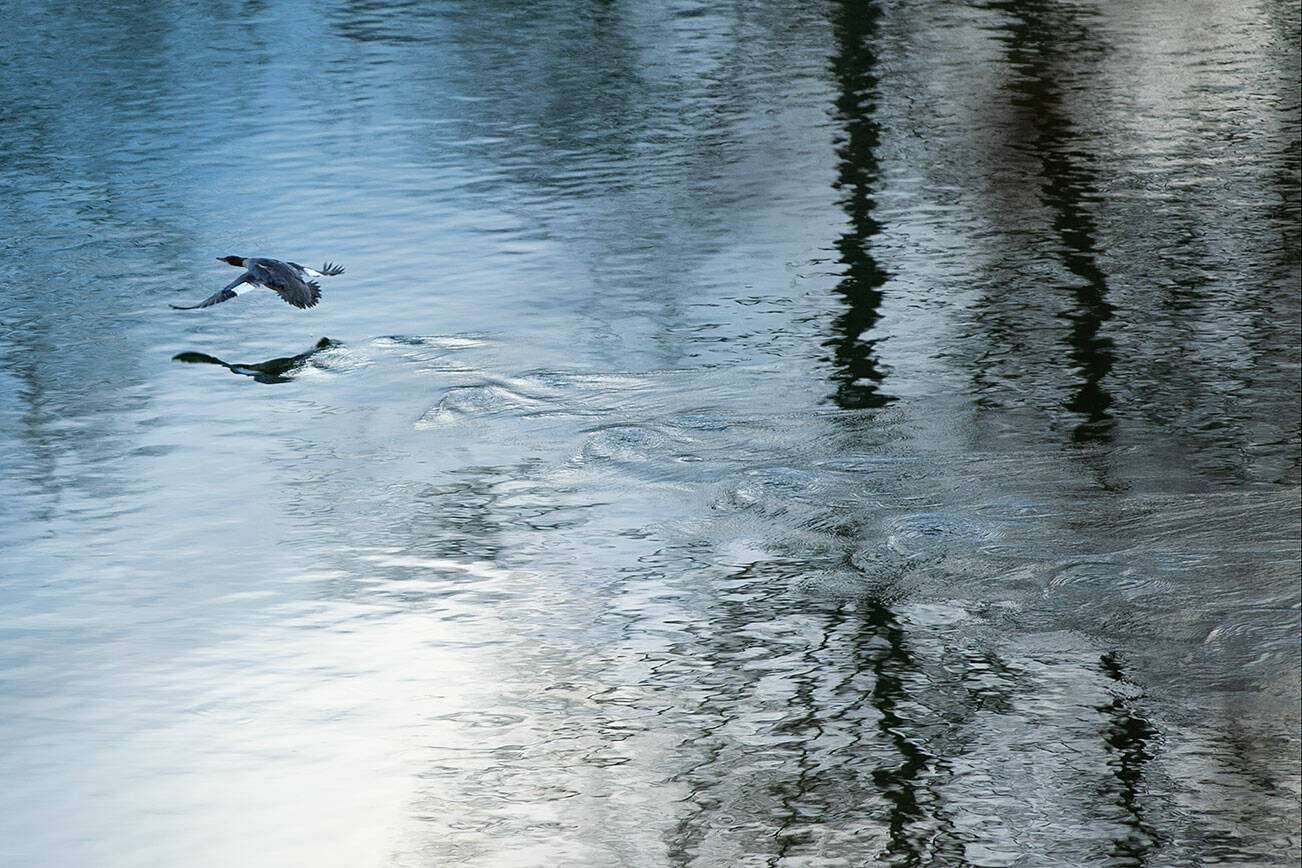 A female common merganser speeds off along the Snohomish River on Wednesday, Dec. 14, 2022, at Bob Heirman Wildlife Park at Thomas’ Eddy in Snohomish, Washington. (Ryan Berry / The Herald)
