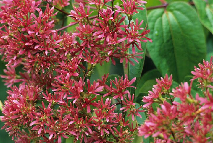 This plant is excellent used as a lawn specimen, or as a focal point around the home, or in a shrub border or woodland garden. (Richie Steffen)