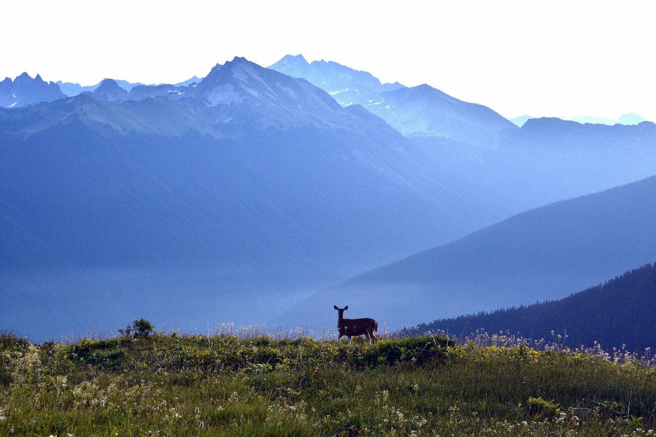 A black-tailed deer gazes at Plummer Mountain on a remote stretch of the Pacific Crest Trail, north of Glacier Peak in August 2019. (Caleb Hutton / The Herald)