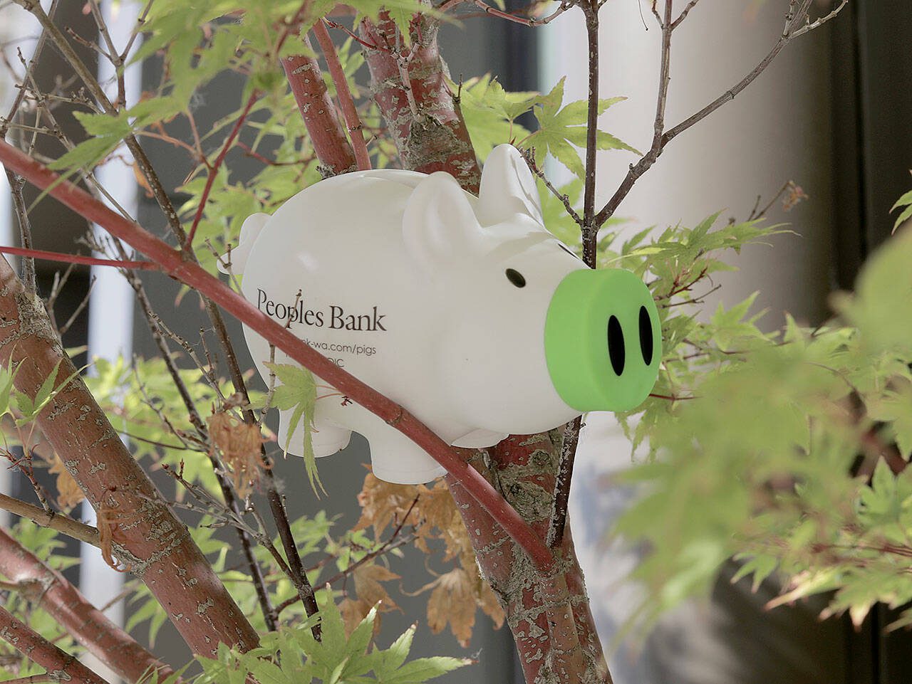 A Peoples Bank piggy bank is hidden away in a tree. (Peoples Bank)