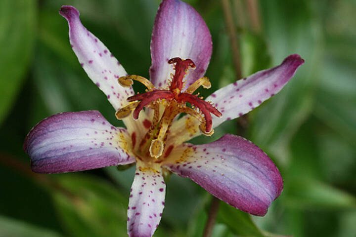This is an excellent plant to be used in a shady border or by itself in a more natural setting where it can be seen up close. (Richie Steffen)