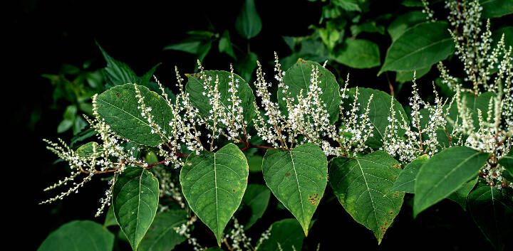 Japanese knotweed, sometimes referred to as Japanese bamboo, is a well-known invasive species throughout the U.S. (Getty Images)