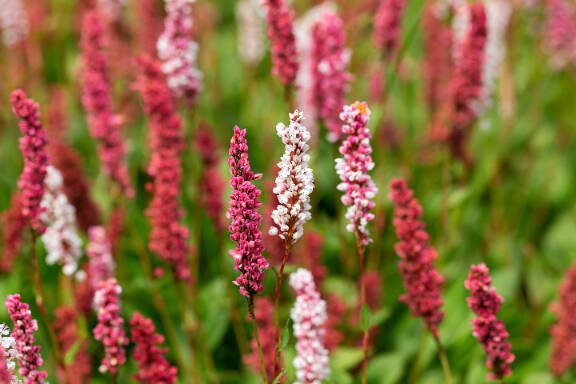 Flowering knotweed Persicaria amplexicaulis firetail in the morning light.