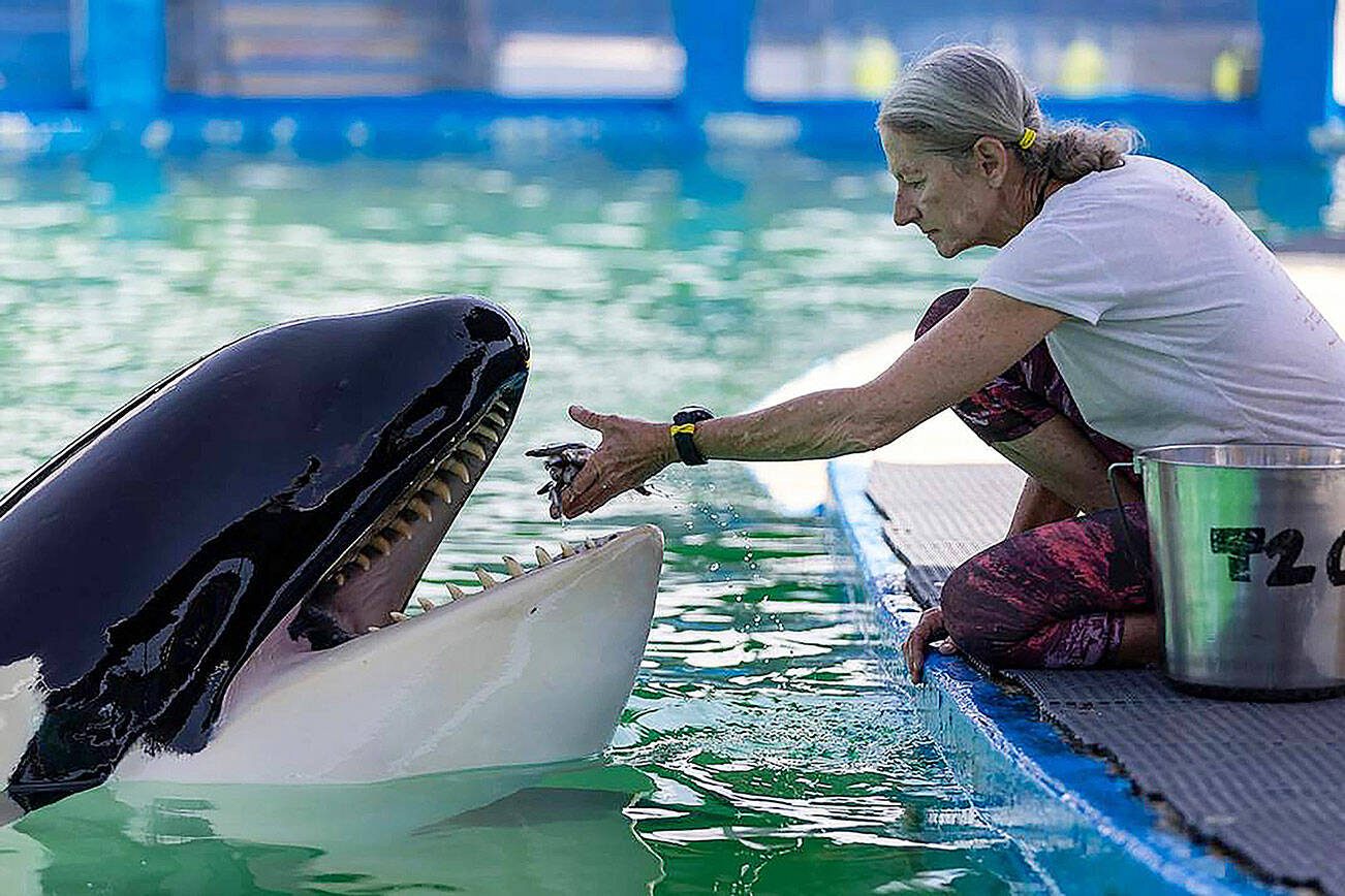 Trainer Marcia Henton feeds Lolita the killer whale, also known as Tokitae and Toki, inside her stadium tank at the Miami Seaquarium on Saturday, July 8, 2023, in Miami, Fla. After officials announced plans to move Lolita from the Seaquarium, trainers and veterinarians are now working to prepare her for the move. (Matias J. Ocner/Miami Herald/TNS)