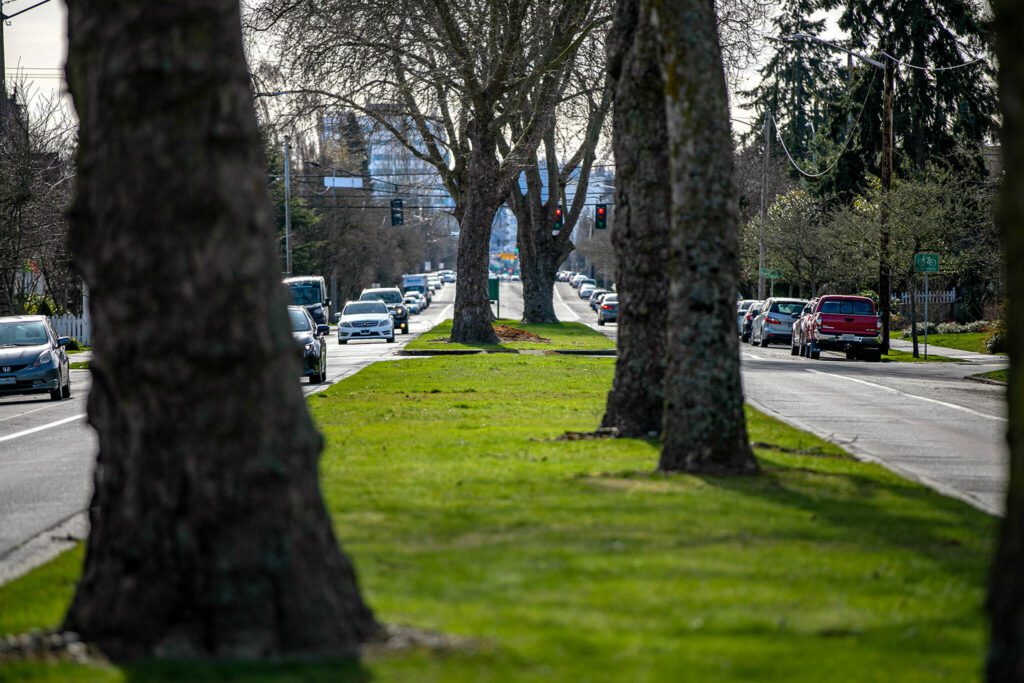 Vehicles drive alongside the tree-lined median on Colby Avenue near 18th Street on Thursday, Feb. 23, 2023, in Everett, Washington. (Ryan Berry / The Herald)
