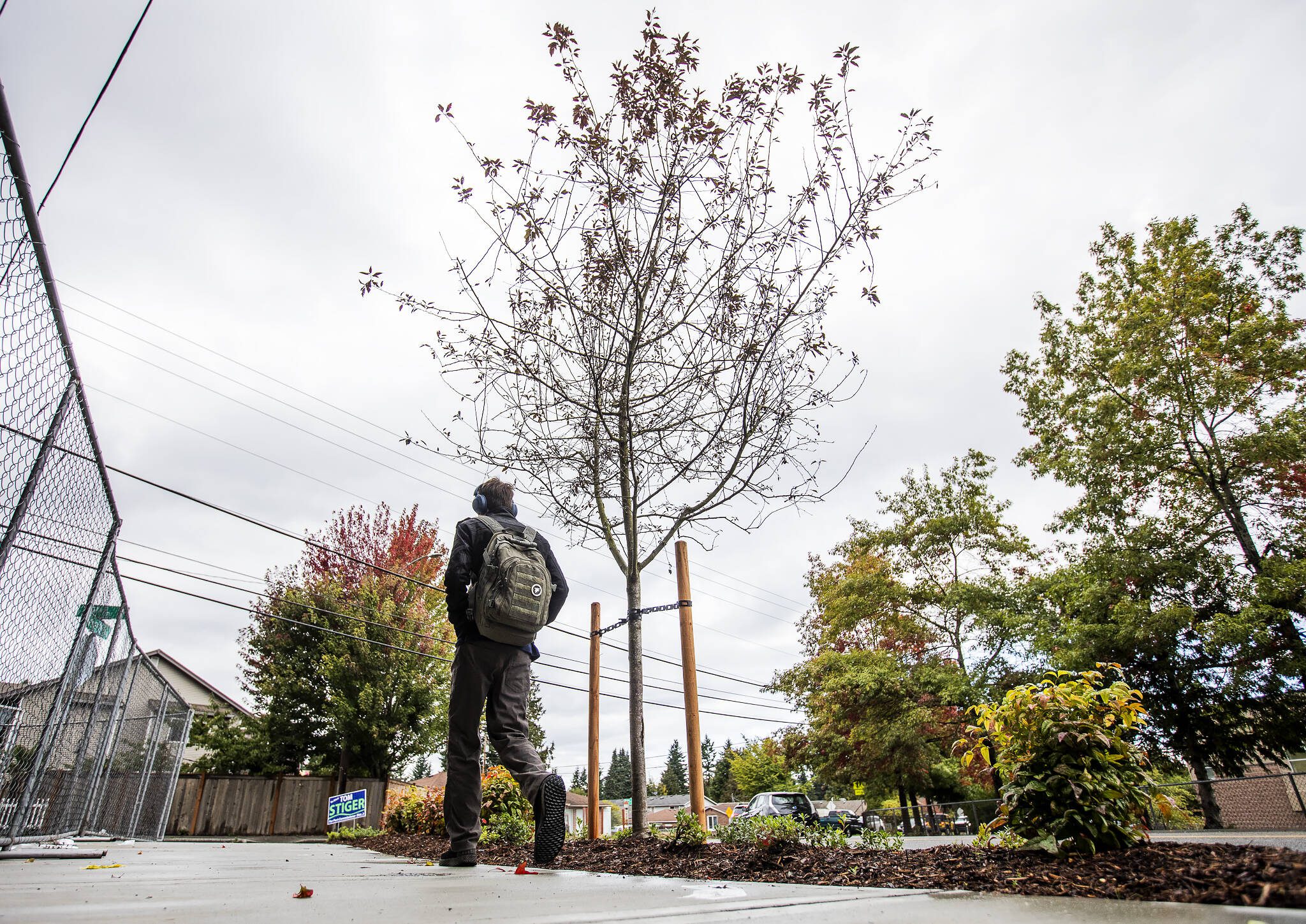 A person walks by a recently planted sapling along Beverly Lane next to the Four Corners Apartments development on Wednesday, Sept. 27, 2023 in Everett, Washington. (Olivia Vanni / The Herald)