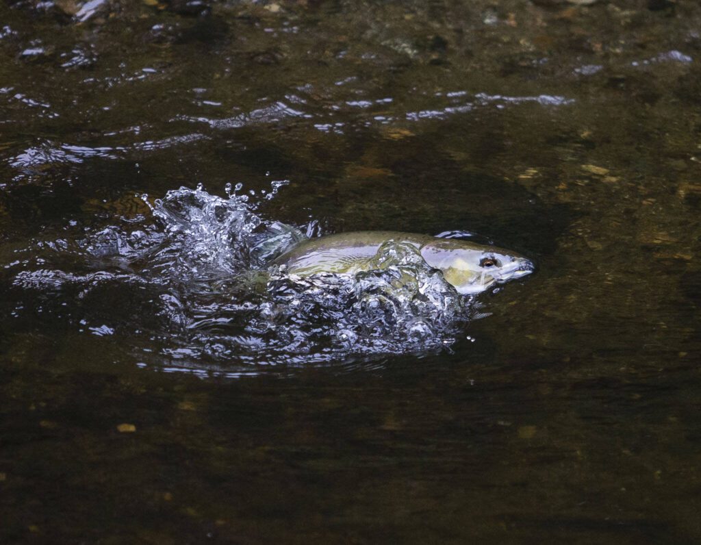 A salmon leaps out of the water while migrating up Woods Creek on Tuesday, Sept. 26, 2023 in Monroe, Washington. (Olivia Vanni / The Herald)
