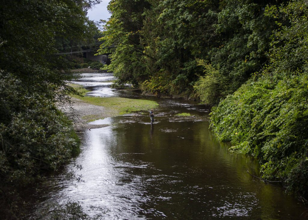 A man fly fishes along Woods Creek as salmon migrate on Tuesday, Sept. 26, 2023 in Monroe, Washington. (Olivia Vanni / The Herald)
