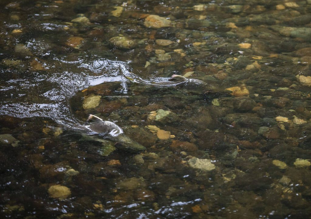 A pair of salmon make their way up Woods Creek on Tuesday, Sept. 26, 2023 in Monroe, Washington. (Olivia Vanni / The Herald)
