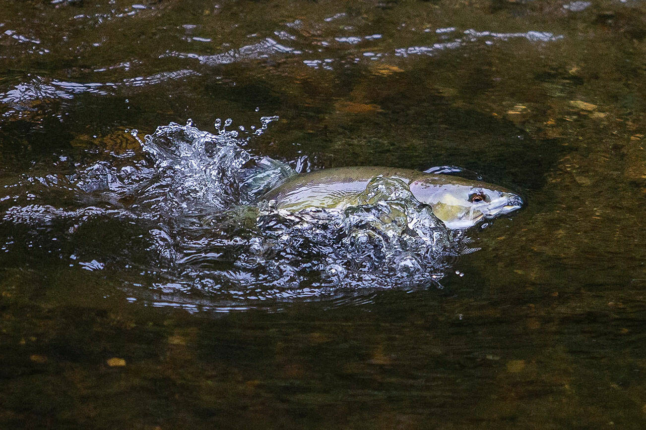 A salmon leaps out of the water while migrating up Wood Creek on Tuesday, Sept. 26, 2023 in Monroe, Washington. (Olivia Vanni / The Herald)